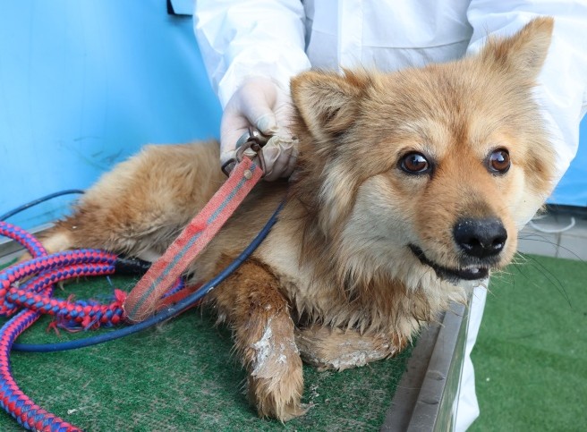 neugle pet 제주 제주 2026 00680