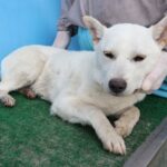 neugle pet 제주 제주 2026 00681