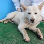 From Jeju's Verdant Hills: Juno, a 10-Month-Old Mix-Breed, Awaits International Adoption 12 neugle pet 제주 제주 2026 00682