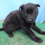 Hope on Jeju Island: Little 0627, a 믹스견 Puppy, Dreams of International Adoption 10 neugle pet 제주 제주 2026 00683
