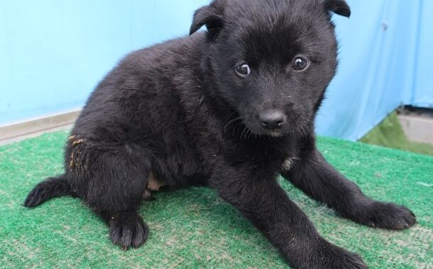 neugle pet 제주 제주 2026 00683