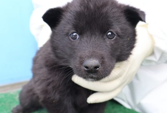 neugle pet 제주 제주 2026 00684