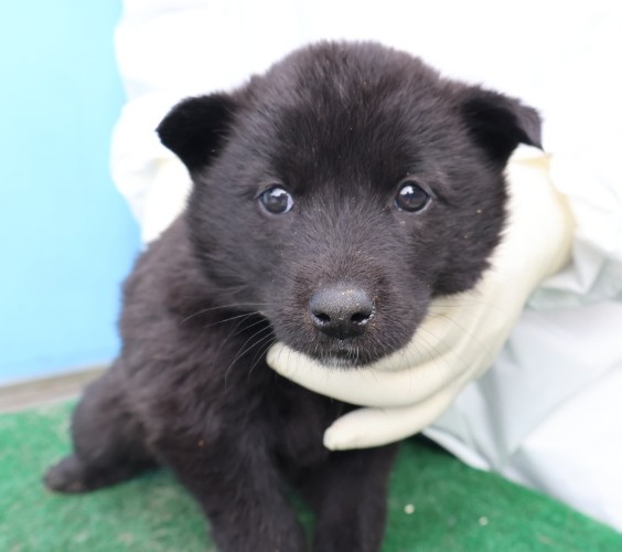 neugle pet 제주 제주 2026 00684