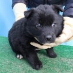 From Jeju's Verdant Shores: The Hopeful Journey of a 6-Week-Old 믹스견 Seeking International Adoption 14 neugle pet 제주 제주 2026 00685