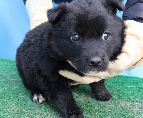 neugle pet 제주 제주 2026 00685