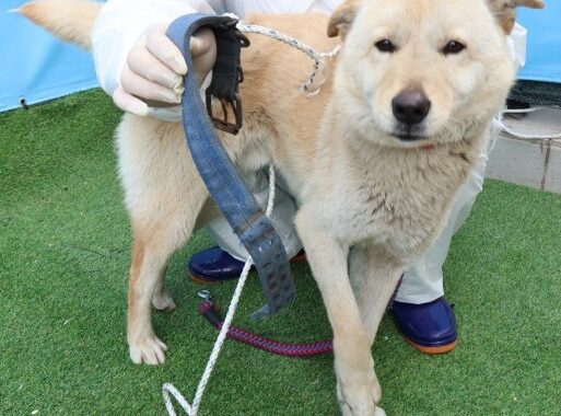 neugle pet 제주 제주 2026 00686