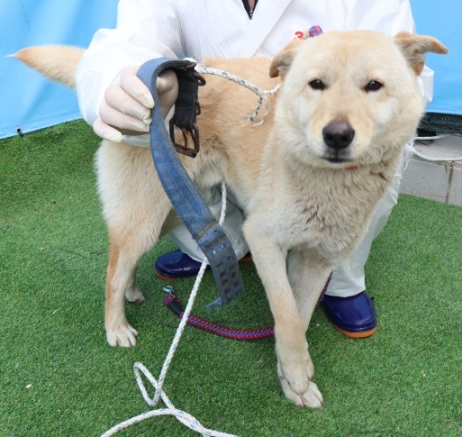 neugle pet 제주 제주 2026 00686