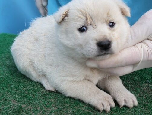 neugle pet 제주 제주 2026 00688