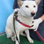 Hana: A Resilient Jindo Mix from Jeju, South Korea, Seeks International Adoption 9 neugle pet 제주 제주 2026 00689