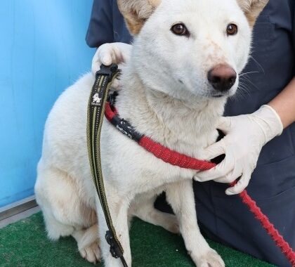 neugle pet 제주 제주 2026 00689