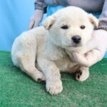 Haena's Hope: A Tiny 믹스견 Puppy's Journey from Jeju Island to a Forever Home 13 neugle pet 제주 제주 2026 00690