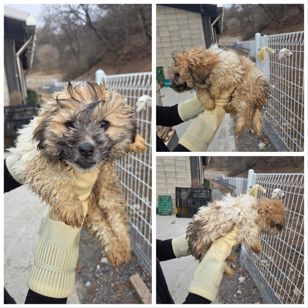 neugle pet 충남 당진 2026 00154