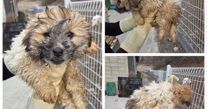 neugle pet 충남 당진 2026 00154