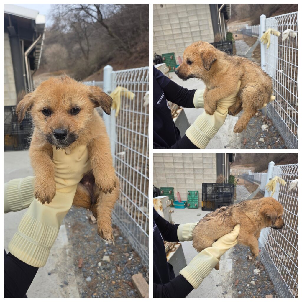 neugle pet 충남 당진 2026 00155