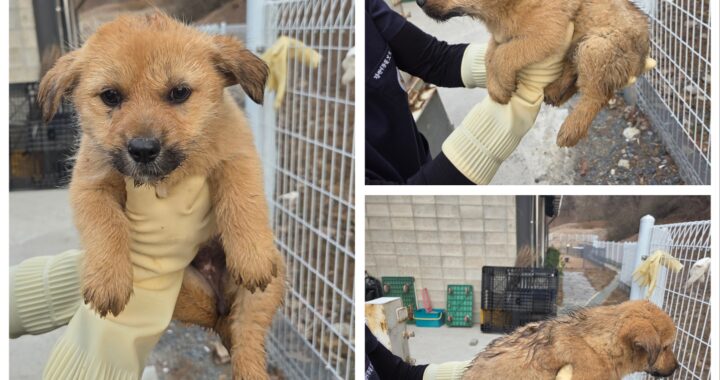 neugle pet 충남 당진 2026 00155