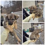 neugle pet 충남 당진 2026 00156