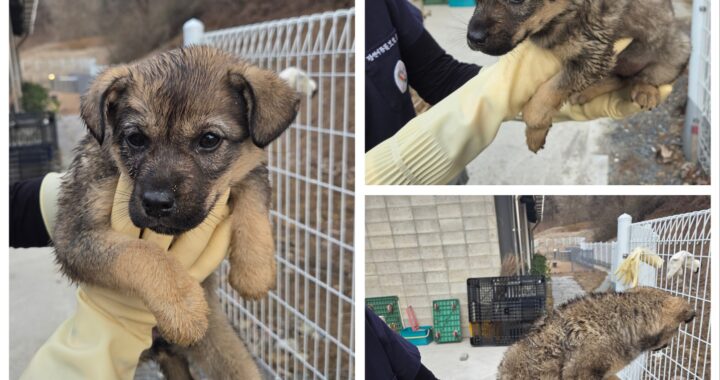 neugle pet 충남 당진 2026 00156