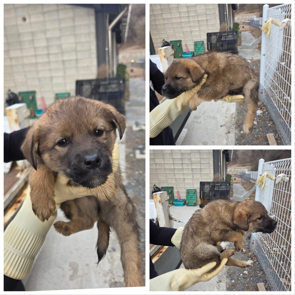 neugle pet 충남 당진 2026 00157