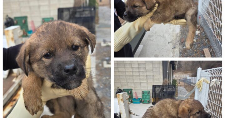 neugle pet 충남 당진 2026 00157