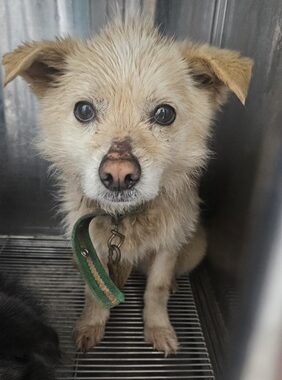 neugle pet 충남 태안 2026 00146