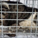 평행·전체·부분줄무늬가 선명한 한국 고양이, 가족의 손길을 기다립니다 14 pet 1774971679457