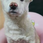 한쪽 귀가 접힌 매력적인 흰색 믹스견, 창원 의창구에서 새로운 가족을 기다립니다 18 pet 1774986064398