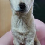 차가운 길가에서 남매와 함께 발견된 하얀 천사, 그 눈빛에 담긴 간절함 18 pet 1774993281021