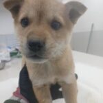 차가운 세상에서 만난 작은 천사, 따뜻한 가족을 찾습니다 17 pet 1775007671455