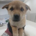 차가운 길 위에서 만난 작은 천사, 남해 삼동면의 갈색&흰색 믹스견을 위한 간절한 기도 15 pet 1775014866660