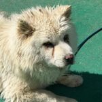 우리는 왜 이 아이의 가족을 아직 찾지 못했을까요? 17 pet 1775043700270