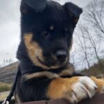 차가운 아스팔트 위에서 만난 작은 천사, 거제면 제일고 근처 아기 강아지의 애틋한 기다림 18 pet 1775072464780