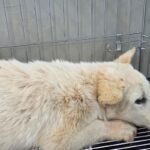 우리는 왜 이 아이의 가족을 아직 찾지 못했을까요? 18 pet 1775094077672