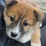 흰 양말과 마스크 무늬가 선명한 아기 믹스견, 따뜻한 가족을 찾습니다 16 pet 1775122861978