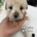 불안한 눈빛 속에서 피어난 작은 희망, 성주군 아기 강아지의 간절한 기다림 15 pet 1775130063051