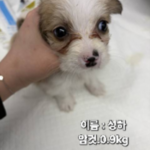 성주에서 발견된 0.9kg 아기 강아지: 작은 코의 검은 반점이 가족을 기다립니다 16 pet 1775137264630