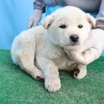 제주 송당로터리에서 발견된 작은 희망: 2개월 흰색 믹스견 공주님의 간절한 기다림 15 pet 1775144463711