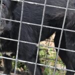 가슴에 흰 무늬를 품은 갈색 믹스견, 창녕 영산면 신제리에서 애타게 가족을 찾고 있습니다 18 pet 1775238069720