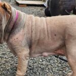 오늘 오후, 창녕 남지읍 학계리에서 발견된 작은 그림자 15 pet 1775245274480