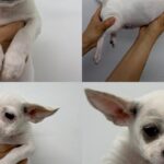 박쥐 귀와 눈가의 검은 무늬가 매력적인 아기 믹스견, 따뜻한 가족을 찾습니다 17 pet 1775266864879