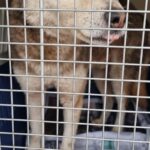 갈색, 검정, 흰색 무늬가 선명한 믹스견, 가족의 손길을 간절히 기다립니다 18 pet 1775281270364