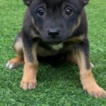 수줍음 많은 작은 천사, 용현 평송마을에서 발견된 '경남-사천-2026-00078'을 아시나요? 17 pet 1775310065619