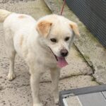 우리는 왜 이 아이의 가족을 아직 찾지 못했을까요? 15 pet 1775446876333