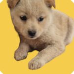 우리는 왜 이 아이의 가족을 아직 찾지 못했을까요? 17 pet 1775461271869