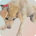 고개 숙인 작은 천사, 붉은 목줄에 담긴 슬픈 이야기 18 pet 1775626879339