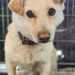 방어적 입질 보이는 믹스견, 진해 경화동에서 발견되다: 유기견의 행동 분석과 보호의 시급성 18 pet 1775677266630