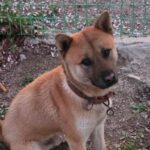 차가운 아스팔트 위에서 만난 작은 천사: 합천의 갈색 믹스견, 가족을 기다립니다 15 pet 1775691664172