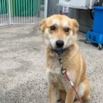 청도면의 차가운 길 위, 흰 눈썹의 작은 천사를 만나다 13 pet 1775778073653