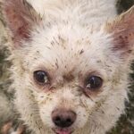 차가운 봄날, 거창에서 발견된 노령 믹스견 '경남-거창-2026-00089'의 간절한 기다림 15 pet 1775835667980