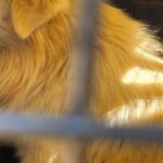 엷은 황갈색과 흰색 털의 믹스견, 애니멀호더 구조견으로 알려진 소심한 아이에게 따뜻한 가족을 찾아주세요. 18 pet 1775893268149