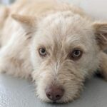 특이한 무늬가 선명한 믹스견, 가족의 손길을 간절히 기다립니다 16 pet 1775900482133